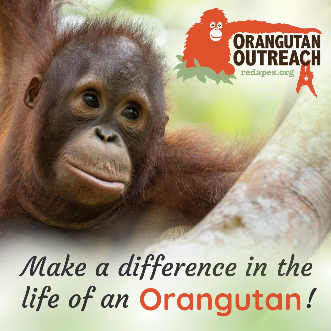 We can't do it alone... Orangutans need YOU! Please make a tax-deductible donation to help protect & care for orphaned & displaced orangutans! More info on our website: redapes.org/donate Thanks for loving these beautiful red apes! 🙏🦧🌳
