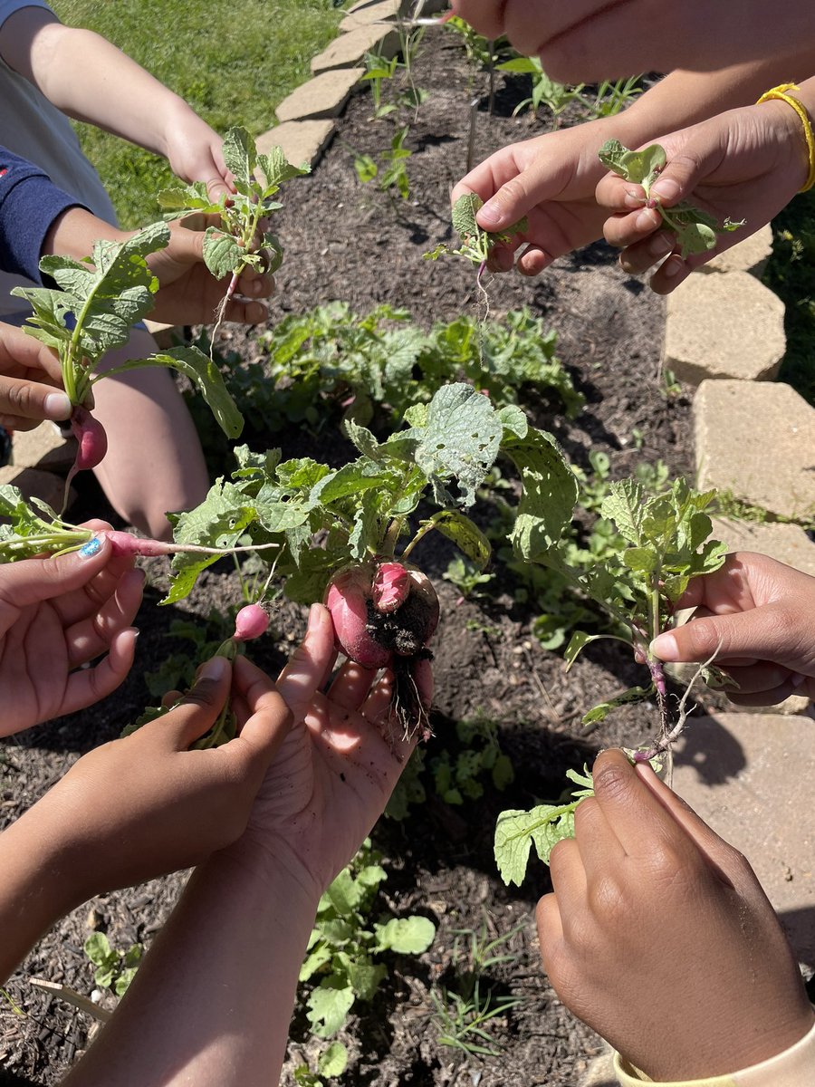 Today, @CFISDKeith 3rd graders reviewed the 5 needs of plants, including their need for #space- which they noticed was very apparent in the growth of their radishes this month!🌱📈 @KeithElemPTO @jclements01 @readygrowgarden