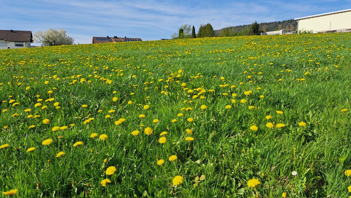 #Frühling #Wetter #BayrischerWald #Lam er Winkel heute.