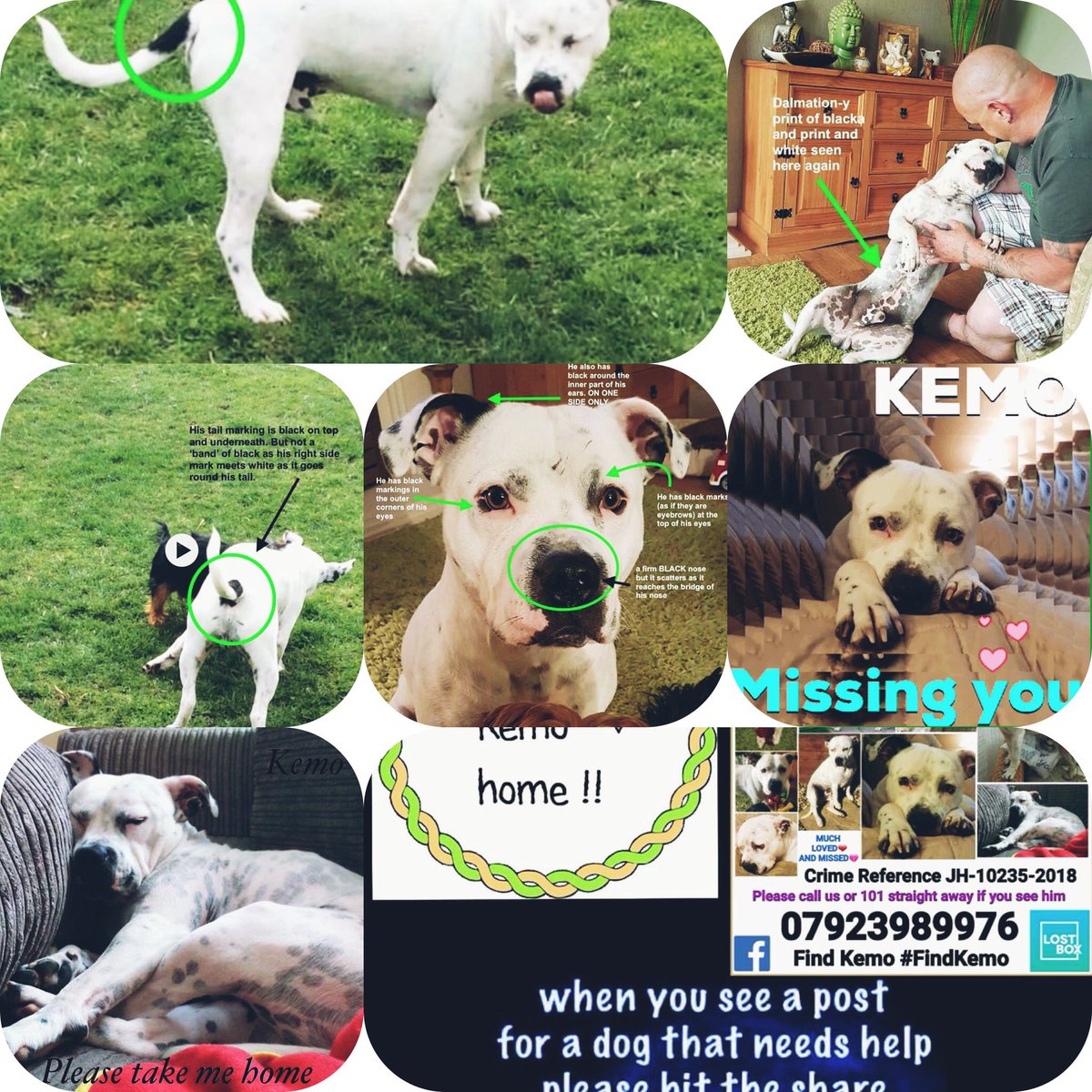 Please don't forget to look out for this lovely #TherapyDog, missing for too long now, but SOMEBODY is his neighbour! Don't forget to check for the #BlackRing at the base of the tail of #White #Staffies you encounter! Please @Find_Kemo / info also @KarenFi51820768