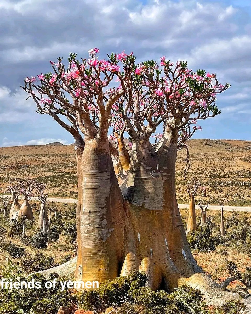 Socotra: The island of dreams 🤩