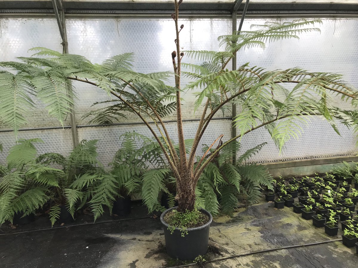 Rather large Cyathea cooperi for sale on our website now 2 meters tall 3 meters across 9 available some of them crested…