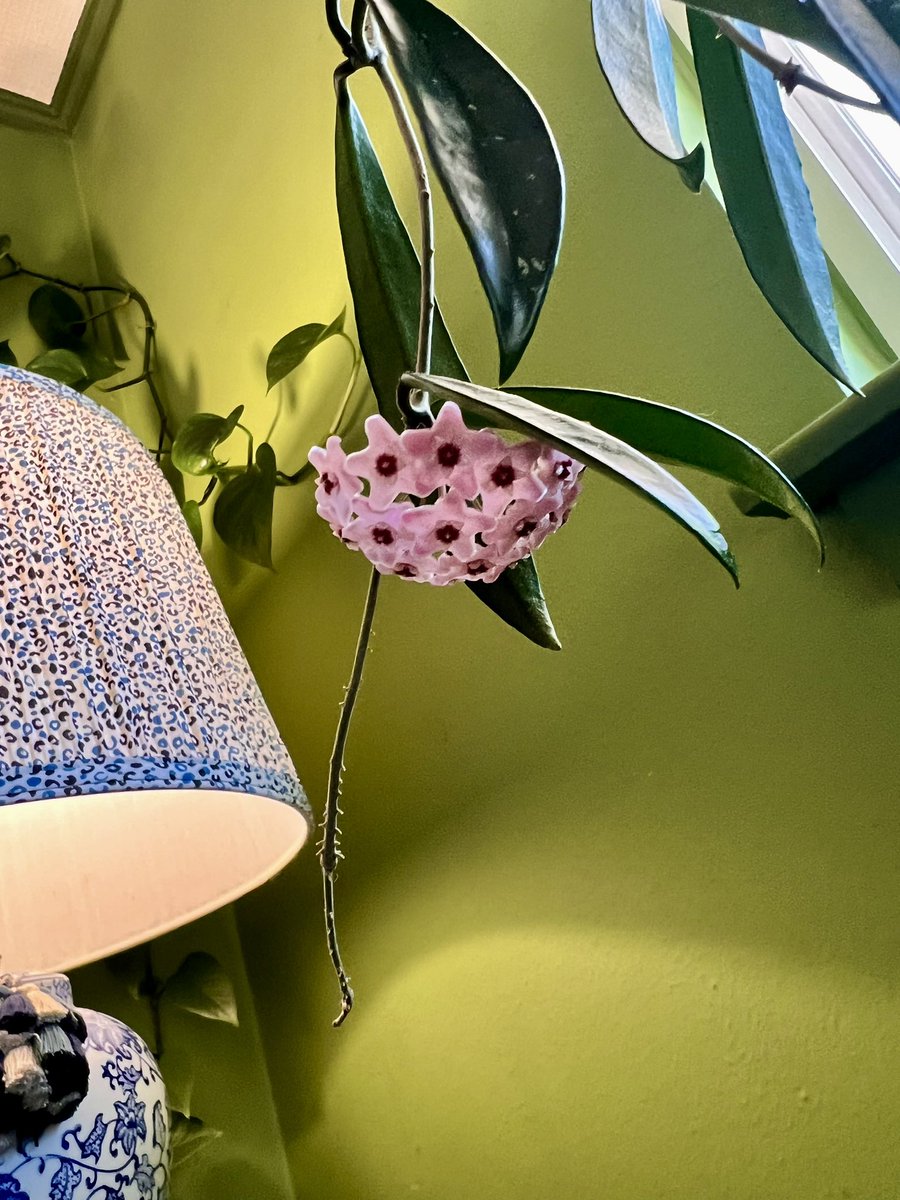 Hoya Minibell blooming 💛