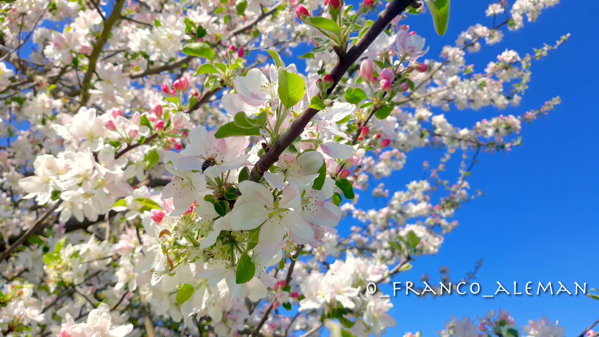 pour le cœur et les yeux de mes amies/amis ici (dont il reste assez peu...) c'est le #printemps! #spring #blossoms #primavera #frühling #nature #NaturePhotography