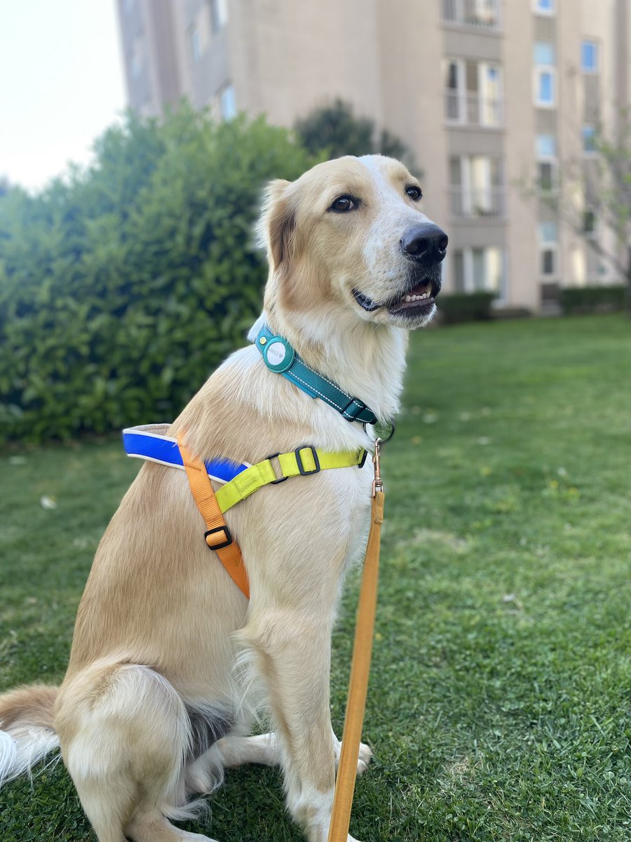 Golden mı, Setter mi diyen familyama Kangal şoku.. 😂😂