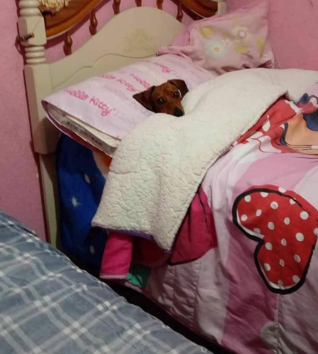 Que te vaya bien en el trabajo, humano. Nos vemos más tarde, cuando salgas apaga la luz, porfa.