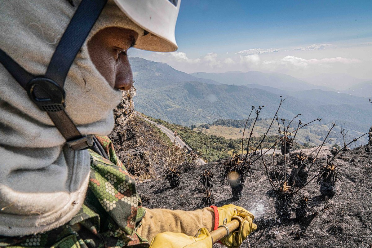 #DaleClic | ¿Ya conoces al embajador de los frailejones? Descubre la historia de nuestro soldado Manuel Ruiz en el #PeriódicoEnGuardia 👉acortar.link/foIKVn