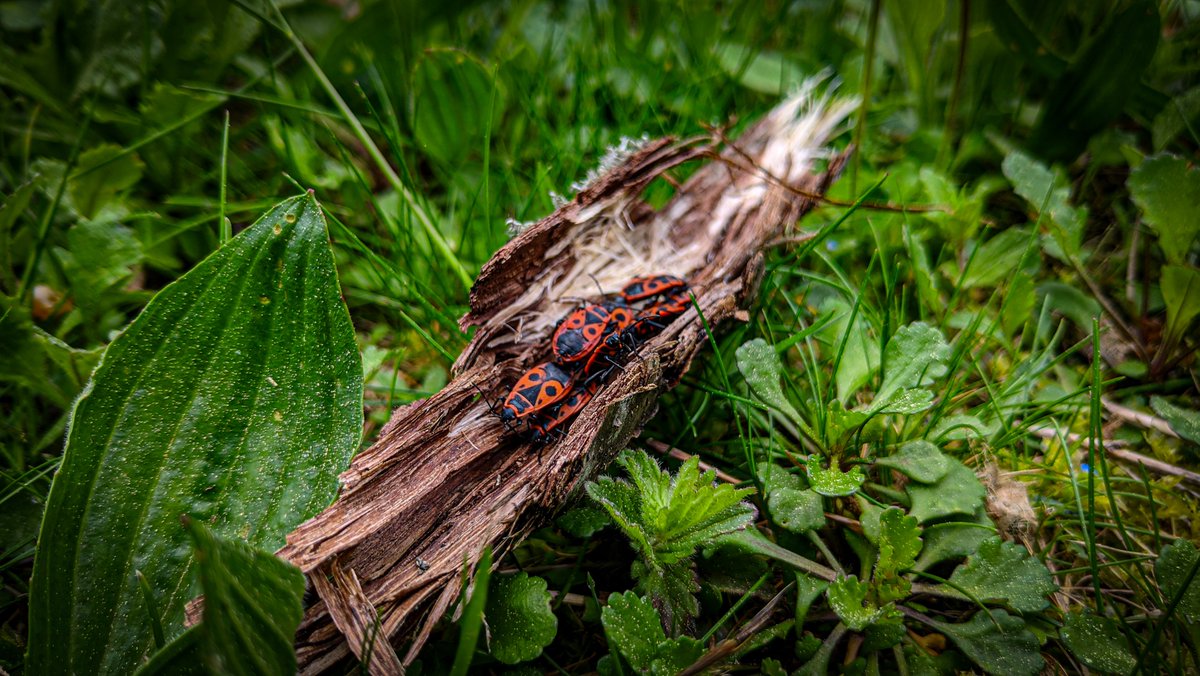 The beginning of apple blossom 🍏 and a rescue ship for firebugs in the sea of grass 💚 #apple #blossom #bug #insect #nature #photography