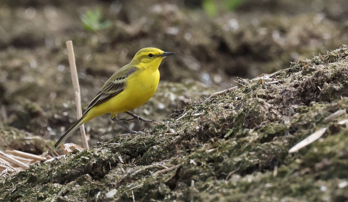 One of four Yellow Wagtails this afternoon on the Ashwell to Eyeworth Road. @Hertsbirds