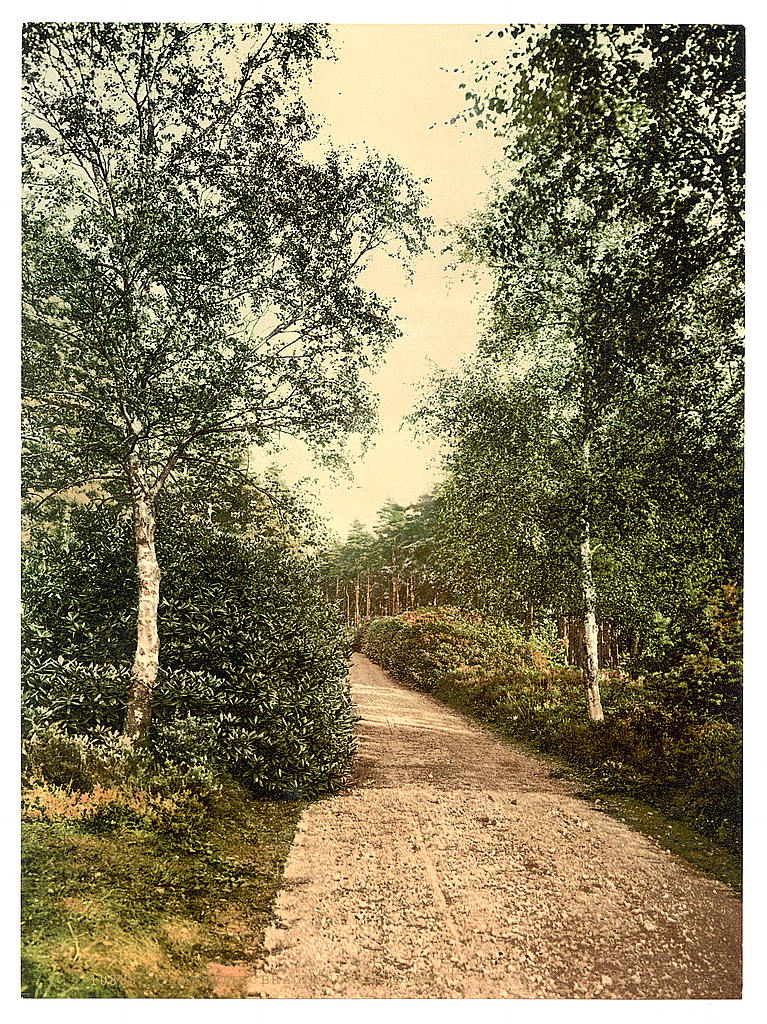 Brackendale, the drive, Camberley, England, between ca. 1890 and ca. 1900.