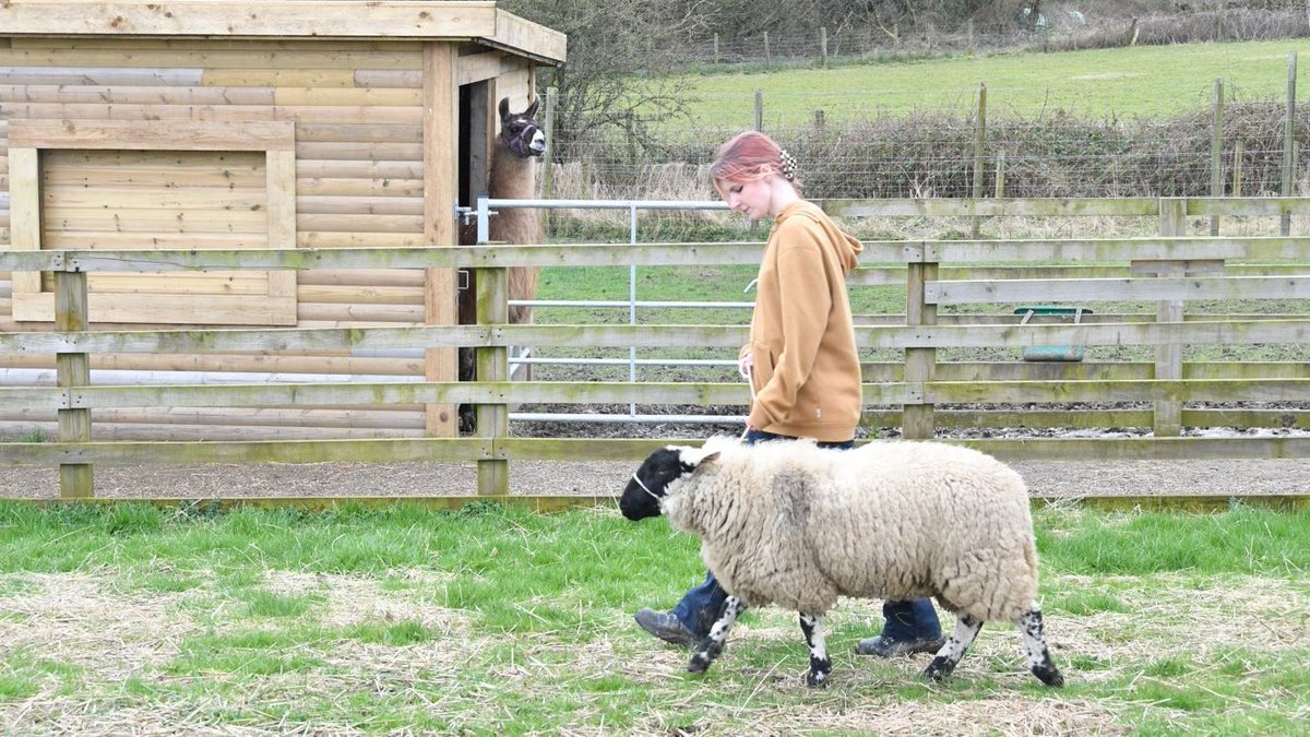 Our talented Level 2 The T Level Foundation students are hard at work mastering halter training in preparation for the upcoming @WigfieldFarm Spring Show 🐑 Come on down on Wednesday 17 April, between 11.00am and 3.00pm to see the students in action 👉 orlo.uk/lxDcS