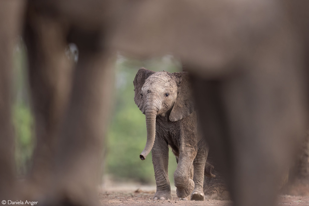 📷On a particularly hot day, a young elephant hurries to the waterhole. Mashatu Game Reserve, Botswana. © Daniela Anger (Photographer of the Year 2024 entry) #wildlifephotos #wildphoto #wildlife_shots #wildlifephotography #photography #photographer #naturephotography