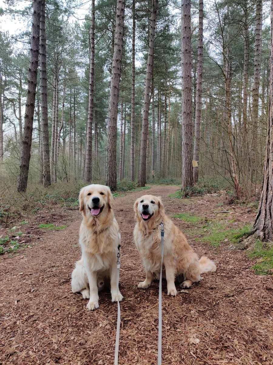 A Center Parcs break for the whole family 🐾 📸@ bowser.bernese 📸@ amber_and_chester