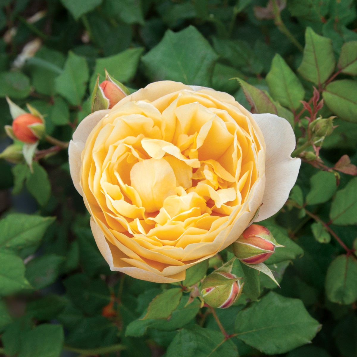 From patio roses and shrubs, to tall climbers, there's so many varieties of roses to grow this spring 🌹 Discover our expert advice and top tips on planting and caring for your beautiful blooms: brnw.ch/21wILFw