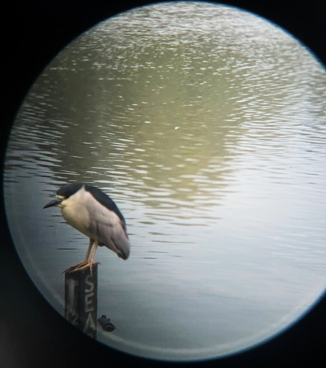 nat0_____'s tweet photo. Mas allá del caos, la contaminación, los carros y los grandes edificios, existe una ciudad que es hogar de la fauna silvestre . Es difícil entender que coexistimos con un universo mas grande que nosotrxs , que aunque pase desapercibido, existe, respira, SUFRE y  vive. https://t.co/oCH37BYqxM