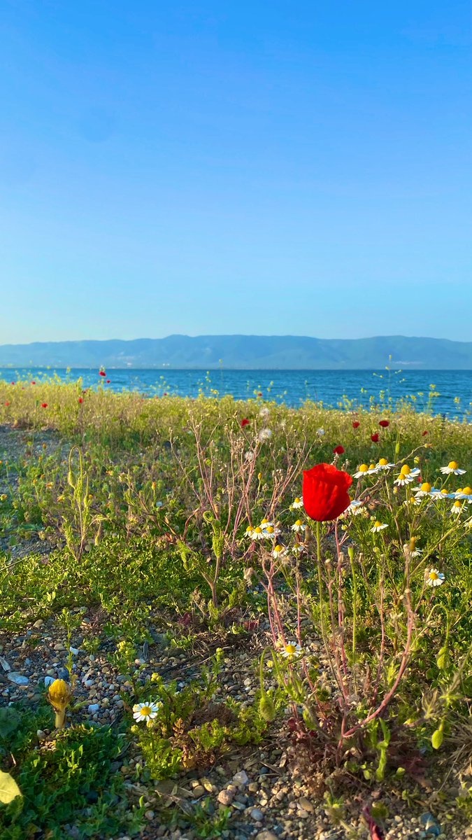 Memleketime çoktan bahar gelmiştir 🌼