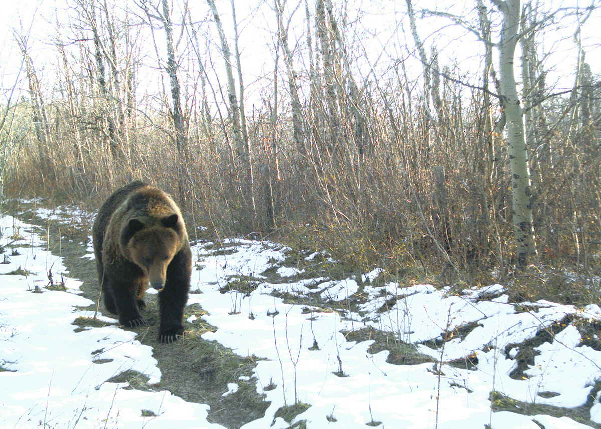 It’s spring (sort of) and bears are active in Waterton. Carry bear spray when hiking. Keep it accessible (on your hip or chest) and know how to use it. Oh, and do not apply it to yourself or others (yes, this happens). Wildlife safety: ow.ly/RZTp50Rfevx