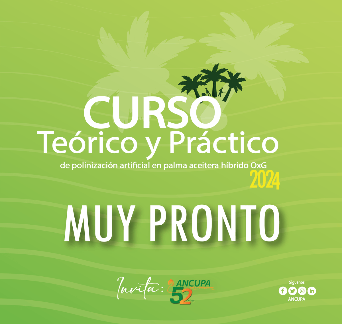 🌴 ¡Vuelve a vivir la experiencia! 🌴

#ANCUPAInforma l 🟢 ¿Quieres llevar tus cultivos de palma de aceite al siguiente nivel? 🟢 ¡No te pierdas nuestra segunda edición del Curso teórico y práctico de polinización artificial en Híbrido OxG!