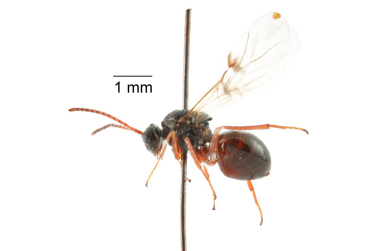 Diastrophus turgidus, a gall wasp found in raspberry