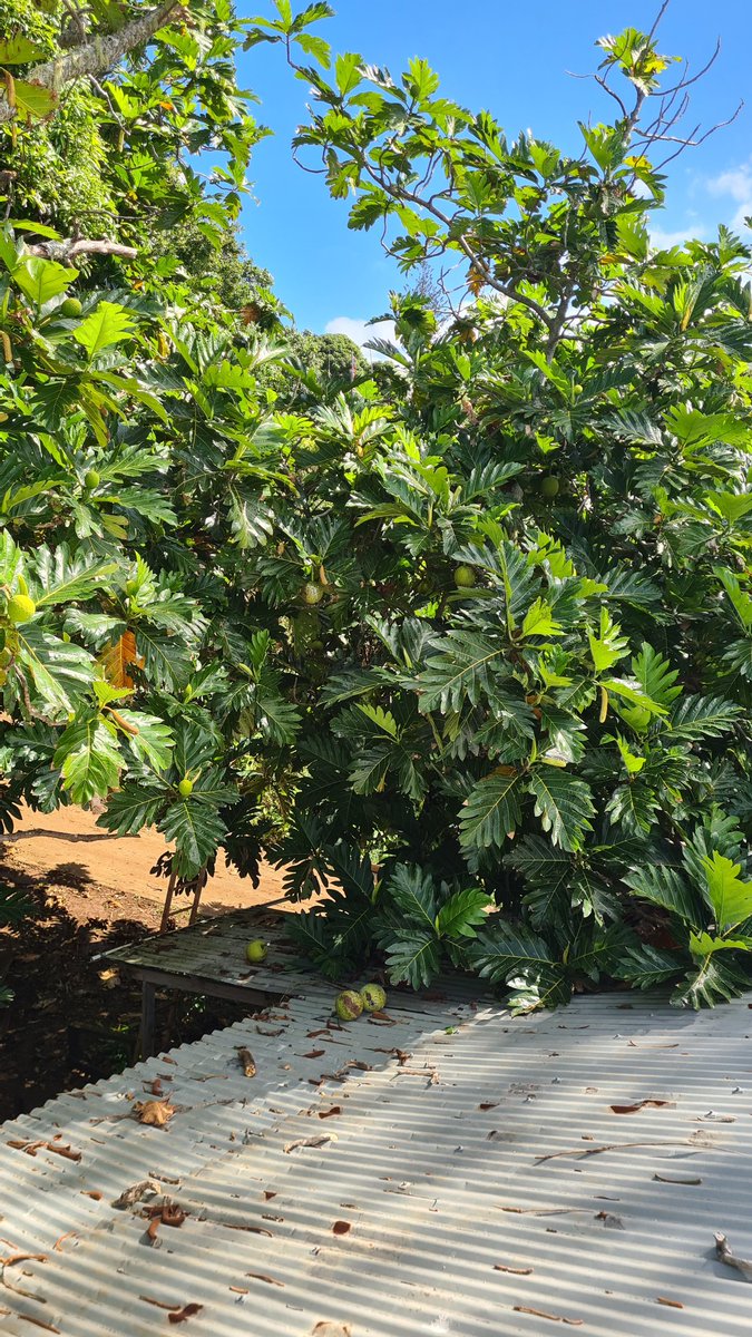 Breadfruit a sought after #pitkern dish when tourists visit our remote #island in the #southpacific

#pitkernislenenterprises #pitcairnisland #breadfruit