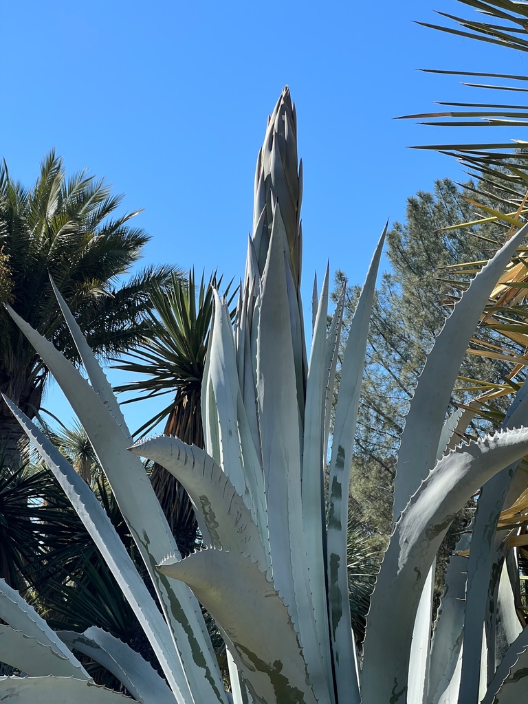 RBancroftGarden tweet picture