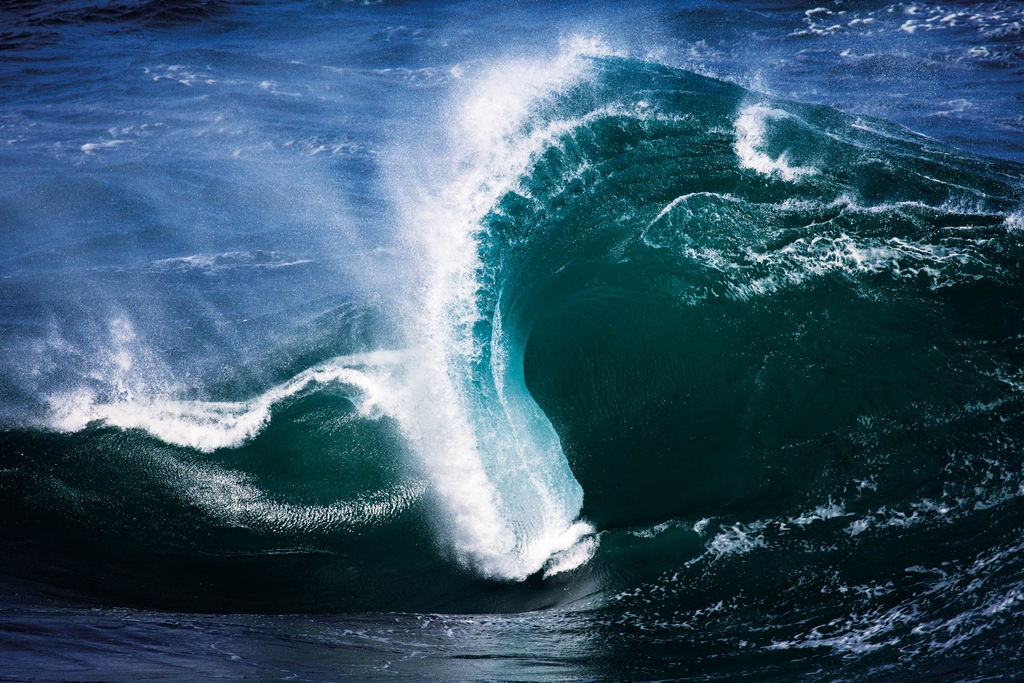 “This weird South Coast bombie reminds me of an elephant,” says photographer Josh Tabone.