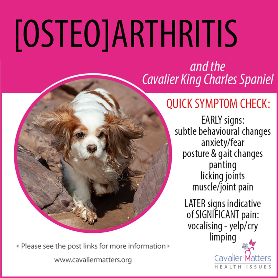 Arthritis causes chronic pain and can affect dogs of all ages - there is so much you can do to help improve your dog's quality of life. caninearthritis.co.uk cavalierhealth.org/miscellaneous.… #YourDogMoreYears #dogs #cavalier #ckcs #cavaliercommunity #cavalierkingcharlesspaniel