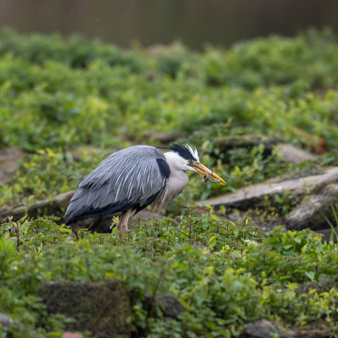 Food fight! This equally determined Heron and Eel are fighting for survival - with the Heron eventually overcoming its strong and desperate prey. Photos taken and kindly shared by Mike Isaac. Find out more about the European Eel here: ow.ly/XVEp50Rfc8M #eels #nature