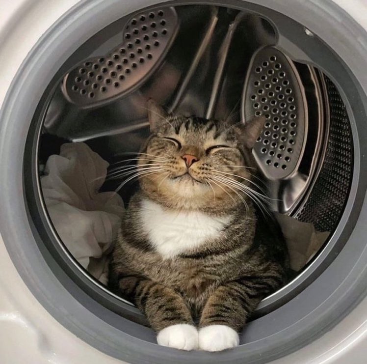 Just a 
smiling #cat in the washing machine