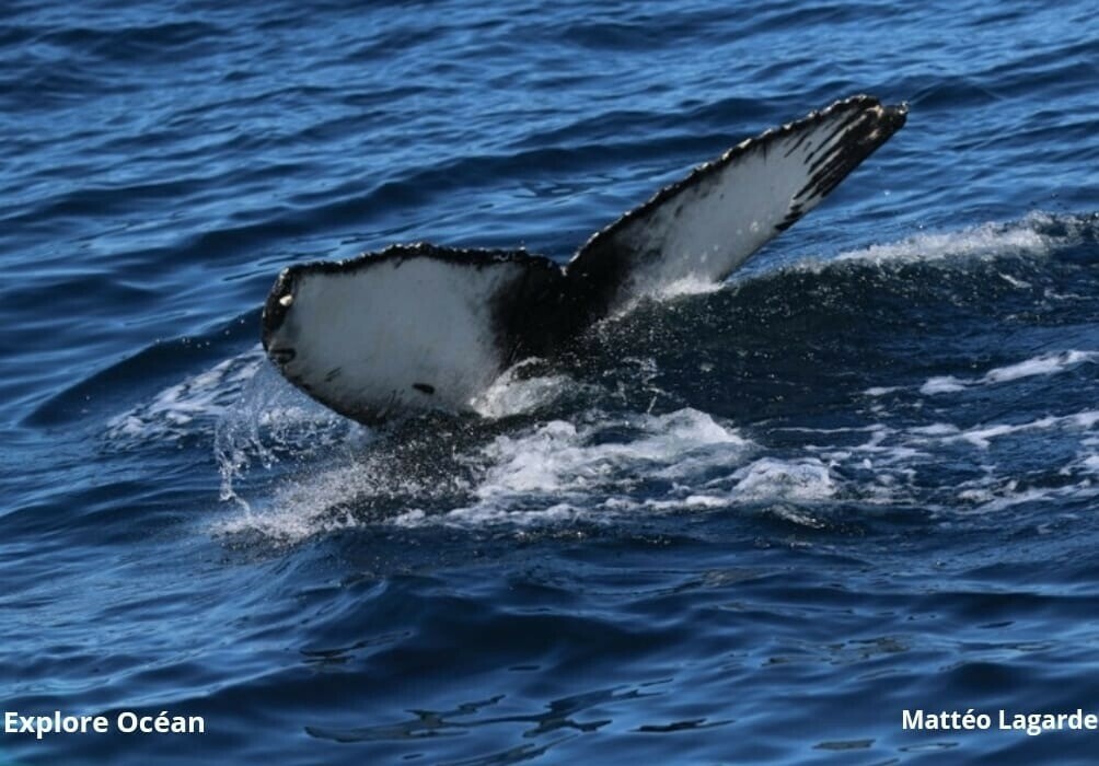 'Une rencontre formidable' : une baleine à bosse observée au large de Capbreton, ce qui est très rare 😱🐋🐋🐋 ➡️ l.francebleu.fr/4egT