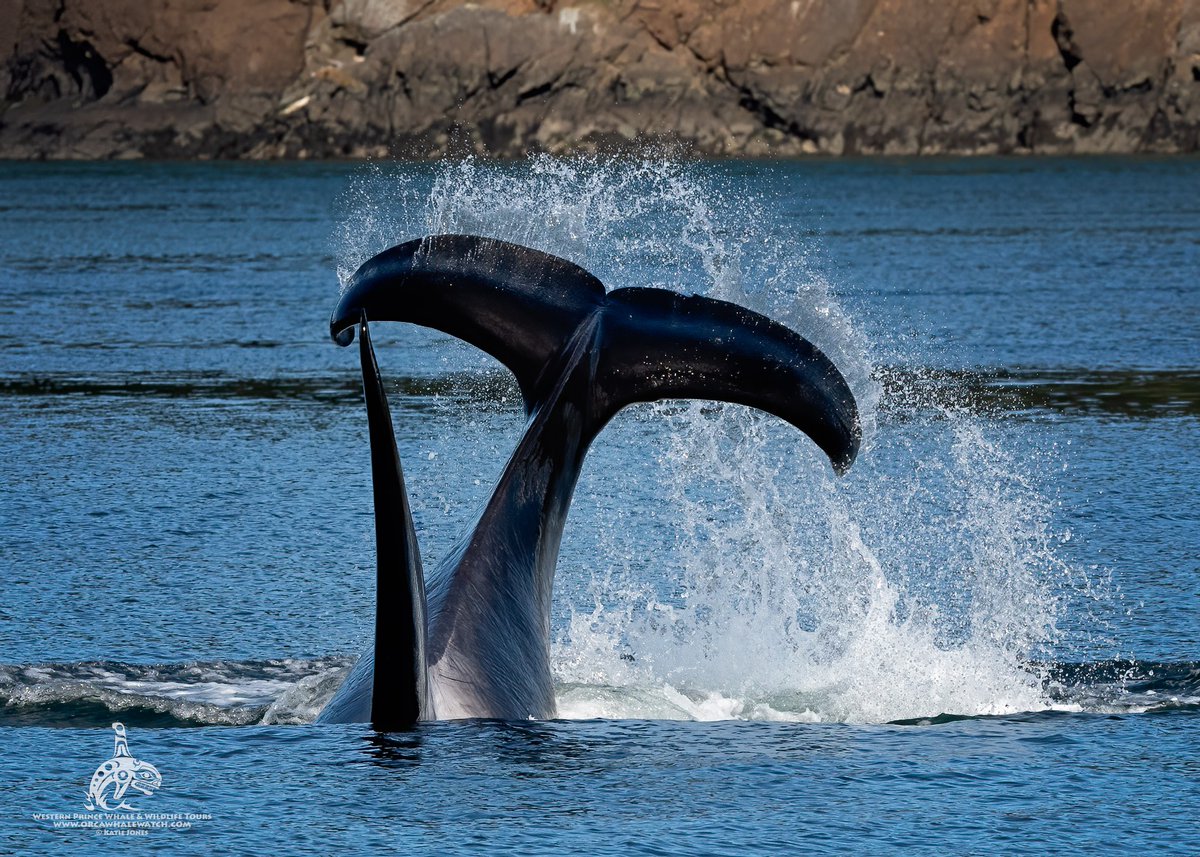 T49A1 'Noah', born in 2001, would like to wish you a fin-tastic Friday! 🌊 📷: Katie Jones, @orcawhalewatch