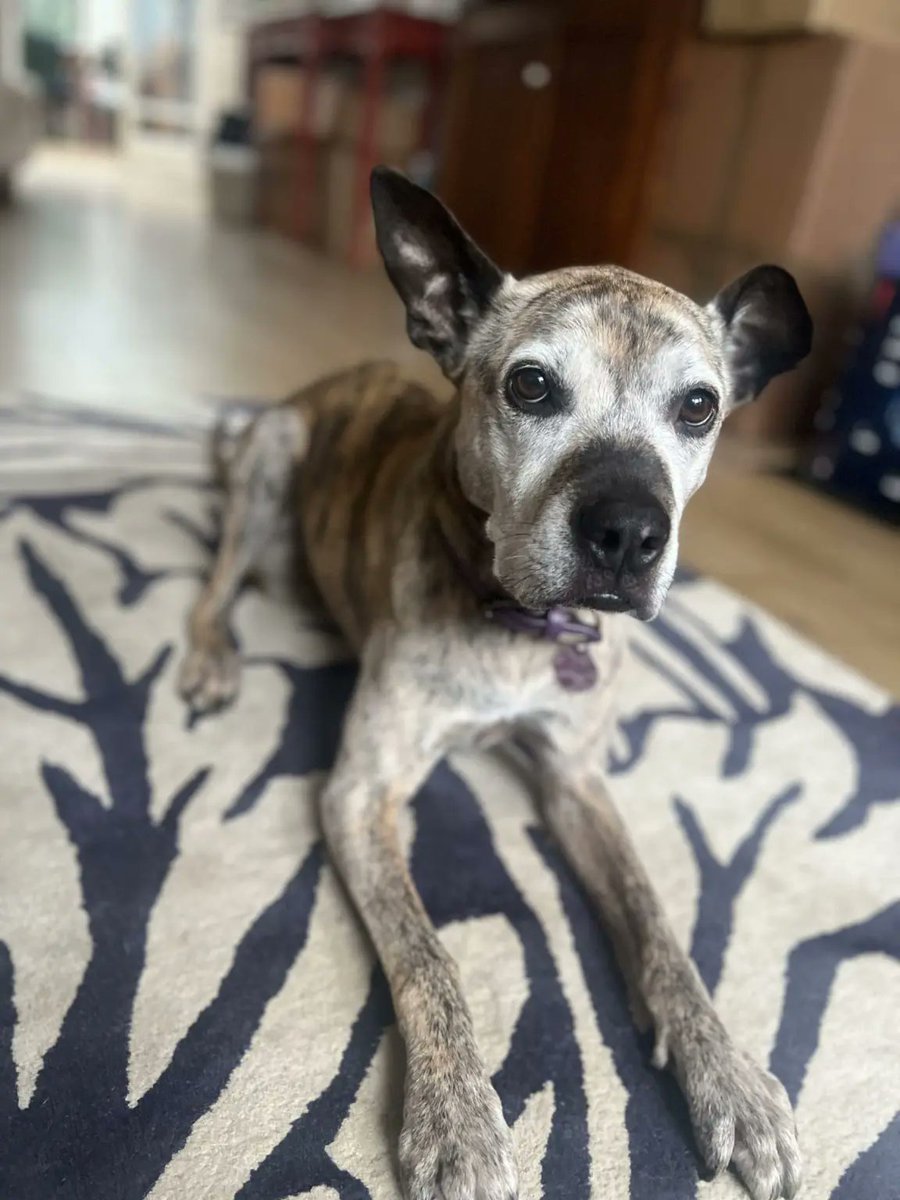 Please retweet to help Violet find a home #WORCESTERSHIRE #UK 🔷AVAILABLE FOR ADOPTION, REGISTERED BRITISH CHARITY 🔷 Sweet Staffy aged 8. She can live with children aged 12+ as the only pet. Older dogs can be overlooked, please give her an extra share 🐶🏡❤️ DETAILS or APPLY👇…