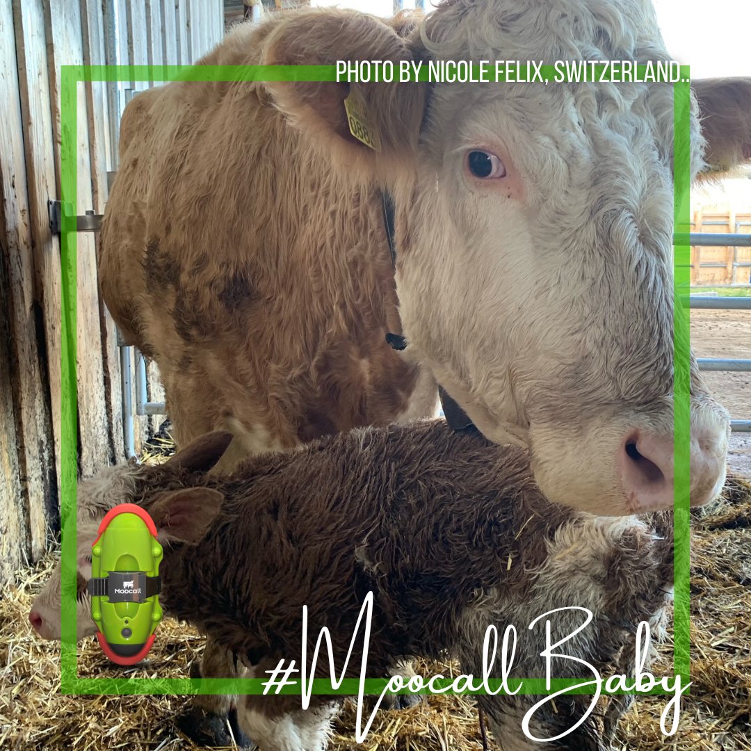 Mum and baby🐮💚🐮 📸Photo by Nicole Felix, from Switzerland. Visit moocall.com or call us to get your Moocall Calving Sensor! Phone numbers: ROI: 01 969 6038 UK: 0203627 1126 US: 1-800-657-4291 #Moocall #MoocallBaby #WeAreMoocal #MoocallBaby
