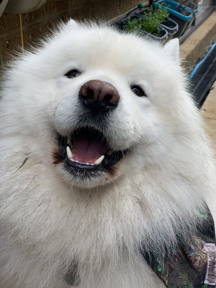 Samoyedonton's tweet photo. @Matt_Oksa Hi my name $SAMO https://t.co/X29royutxS
