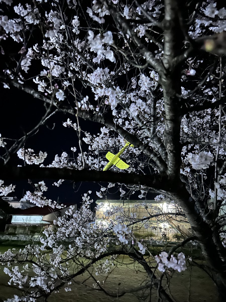 KenUoA's tweet photo. ジャングルジムに登って桜の枝揺らしてる https://t.co/vaVdjP7b4P