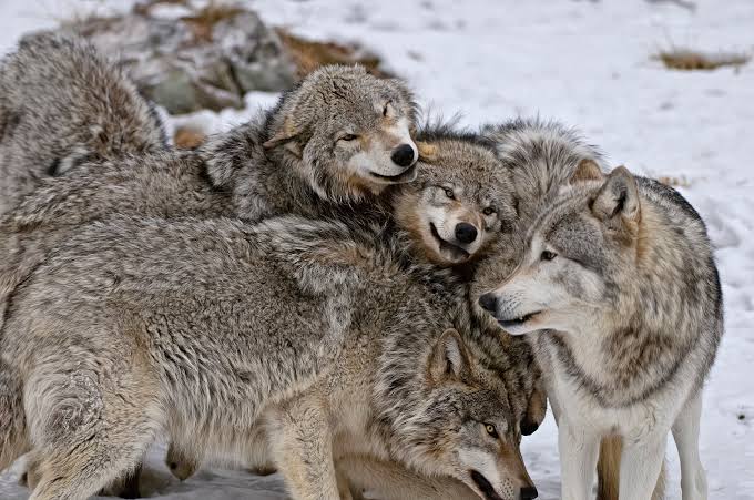 For the strength of the Pack is the Wolf, and the strength of the Wolf is the Pack.