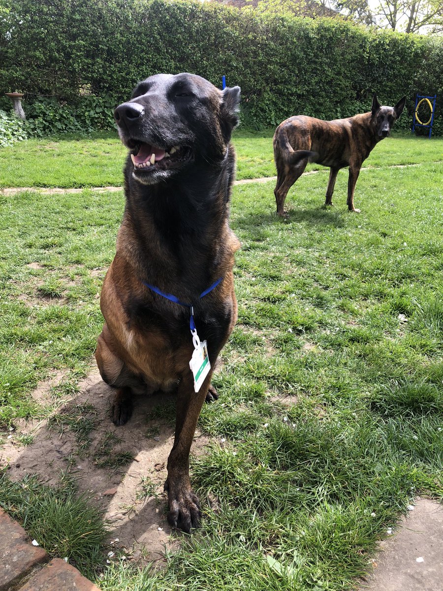 It’s #therapydogappreciationday Today @PBaloo received her official ID badge for her new role as a #wellbeingdog @Tendring_DC ❤️ I think #RPDRex was a bit jealous ☺️