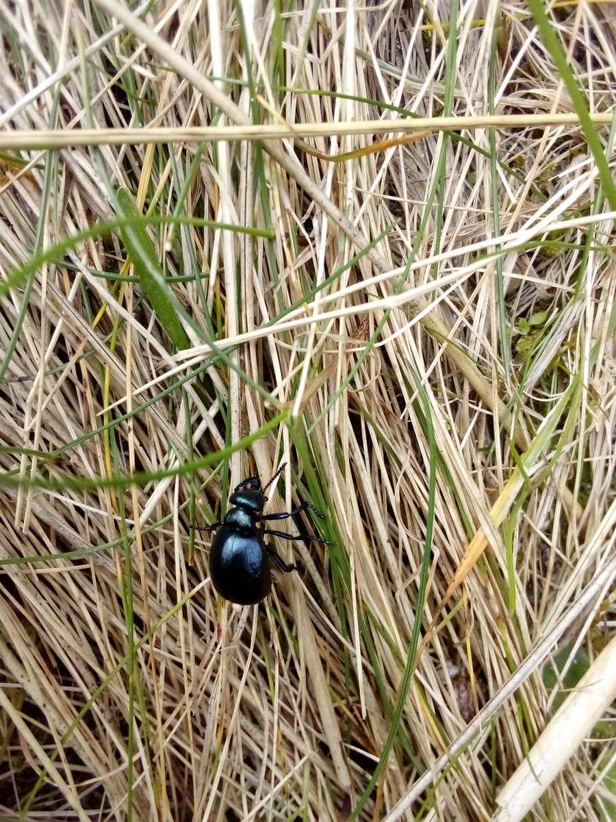 Tiree Ranger Hayley tweet media