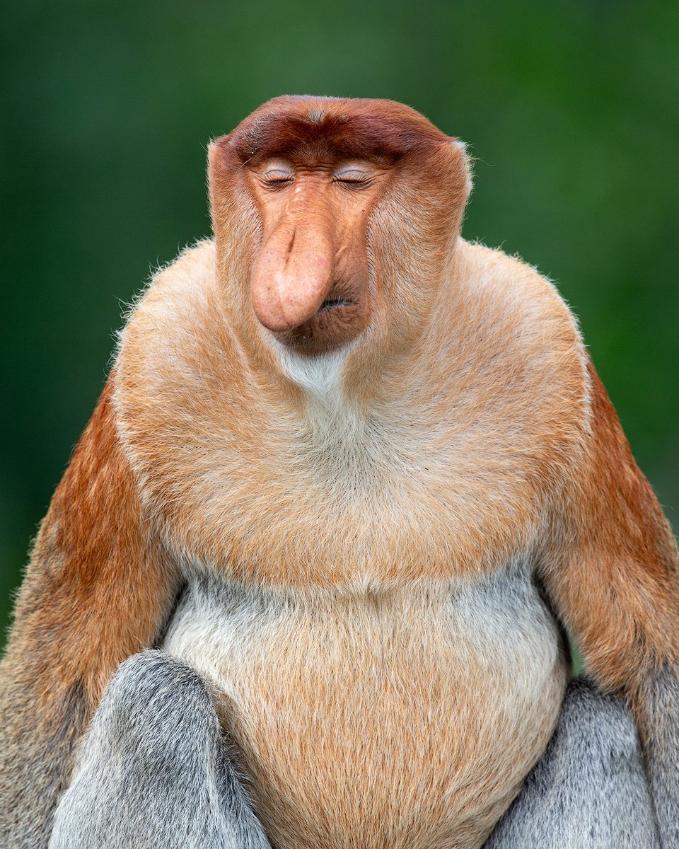 Proboscis monkey showing the white-ringed 'clerical collar' and big belly typical of the big males. It has four stomachs and is the only monkey that has actually been observed to ruminate. Borneo.