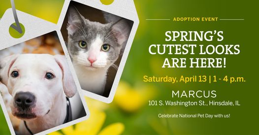 Hey #Chicago! .@PAWSChicago #pets #Adoption #event 

#host @shopmarcus Hinsdale

Saturday 4/13, 1 – 4 PM

#AdoptDontShop #AdoptDontBuy #AdoptAShelterPet #adoptaseniorpet #AdoptAShelterDog #AdoptAShelterCat #dogs #cats 

facebook.com/events/9359934…

twitter.com/fox32news/stat…