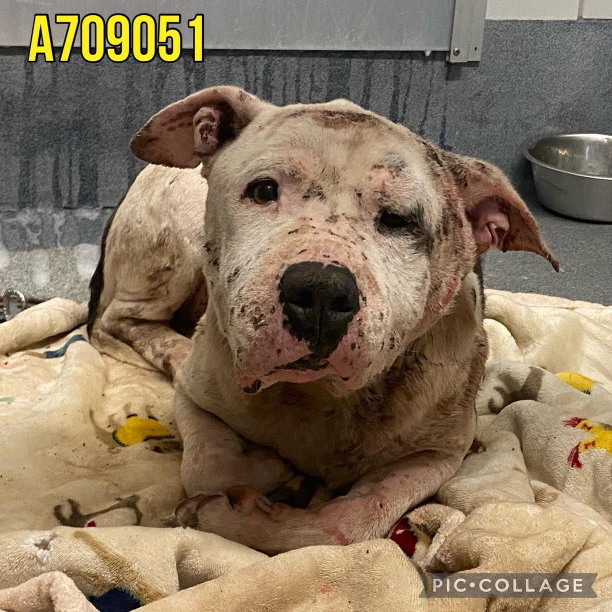 Poor sweet TITUS #A709051 is still waiting to DIE at #SanAntonio Shelter! He has wounds all over his little body, swelling,he needs medical care & a loving 🏡! He is so tender & sweet even while in pain! PLZ #ADOPT #FOSTER OR #PLEDGE TO ATTRACT A RESCUE 🛟 #TEXAS PLZ save TITUS
