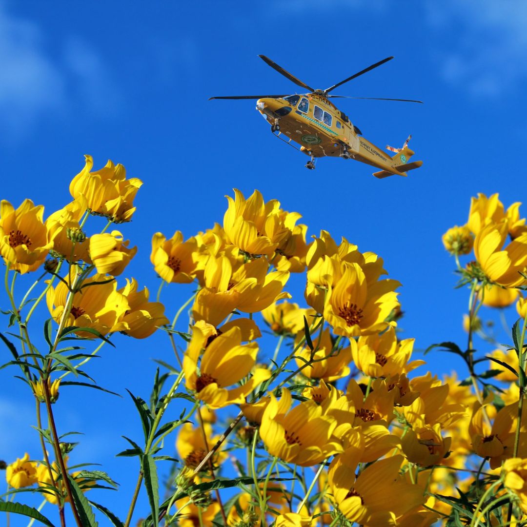 We're calling on all outdoor lovers to open their gardens for our charity! 🌷 By signing up to host an open garden in support of your local air ambulance, you're not just showcasing your green thumbs, you're helping to save lives! Get involved today: dsairambulance.org.uk/Event/open-gar…