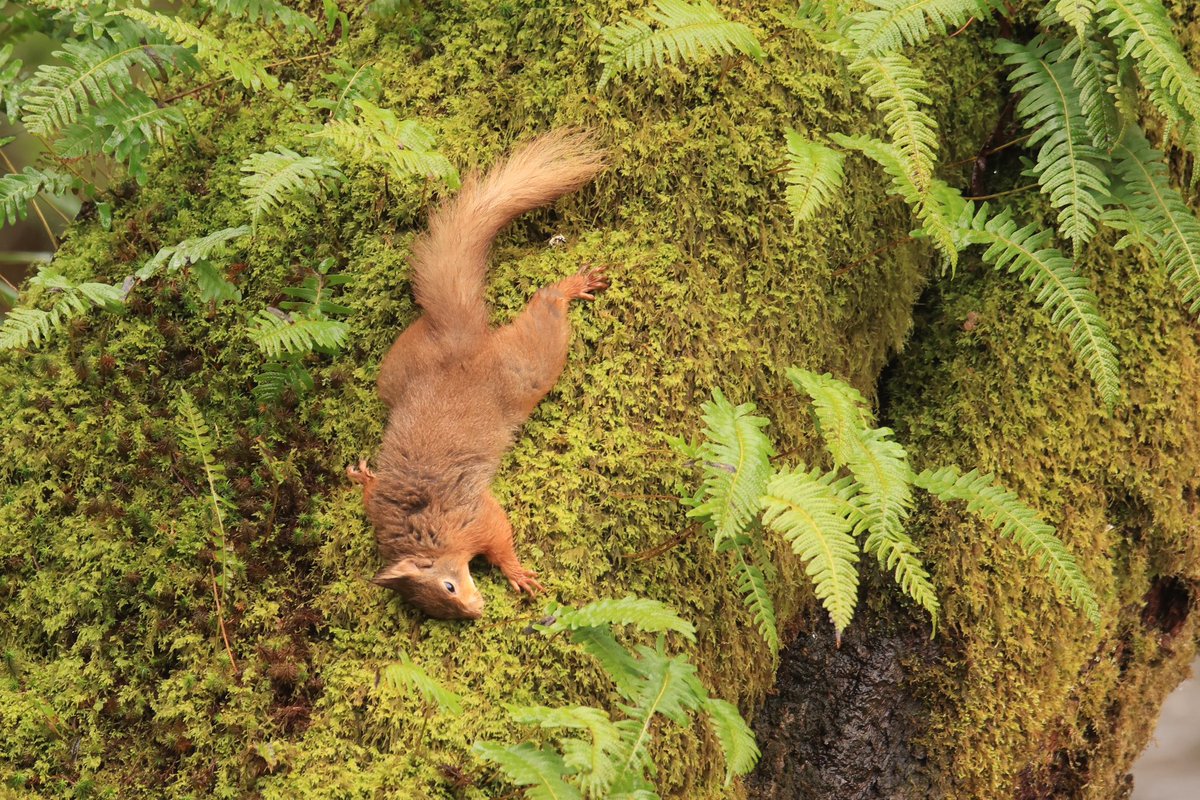 Summat I’ve not seen before today!! A #redsquirrel cleaning its dirty coat on a damp moss coated tree!! ❤️🐿️🌳#lakedistrict Sadly, I didn’t film it! 😢 I was just outdoors on a bimble in the rain #nature