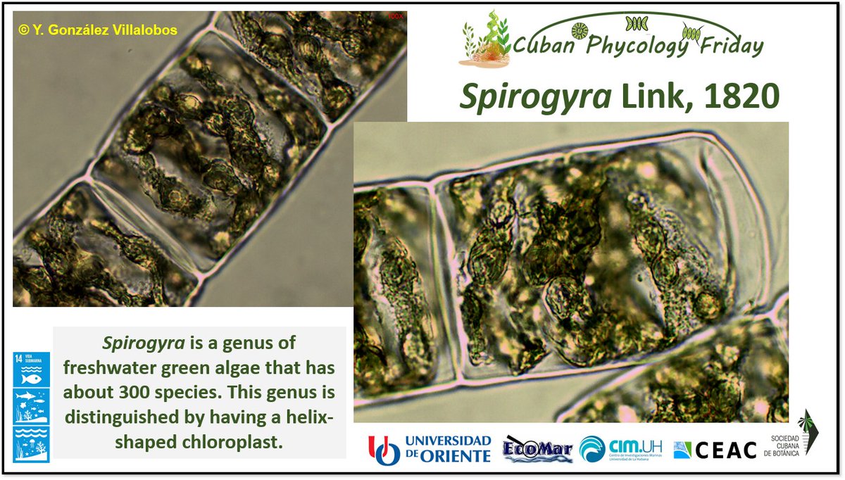 #Today on #CubanPhycologyFriday some beautiful images of the green microalgae 𝑺𝒑𝒊𝒓𝒐𝒈𝒚𝒓𝒂. Thanks to the young phycologist Yariannis Gonzalez Villalobos for her contribution.
#PhycologyFriday