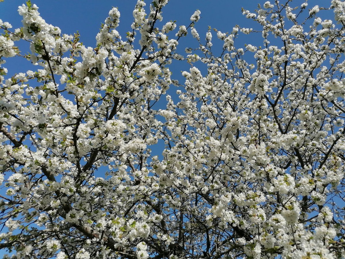 Moment of sweet promise for the cherries (we hope!) to come.