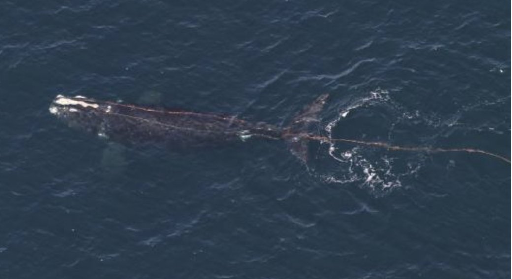 More bad news for a critically endangered species: Another right whale was just found to be suffering from a severe entanglement. The adult male, spotted south of Block Island, has rope 'coming out of both sides of its mouth,' NOAA reports. More here: fisheries.noaa.gov/national/endan…