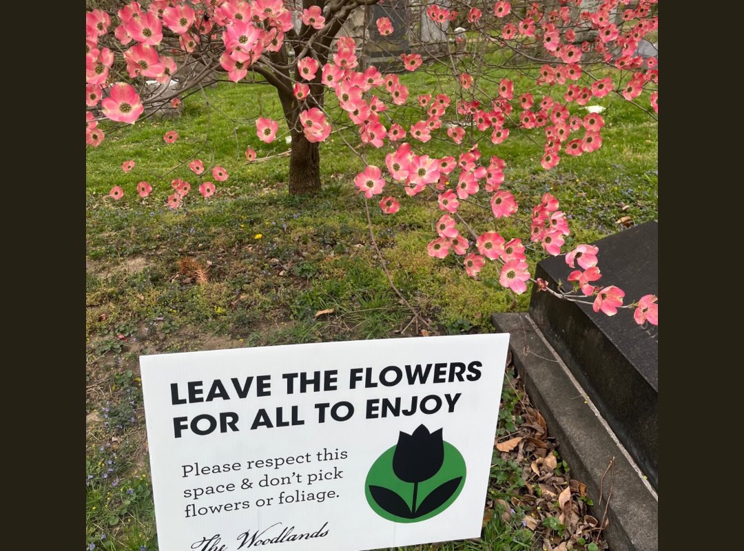 A life cut short! ✂️🌷 This is a PSA and a call for support from The Woodlands community to help spread the word: people have been taking flowers from The Woodlands and this is unacceptable.