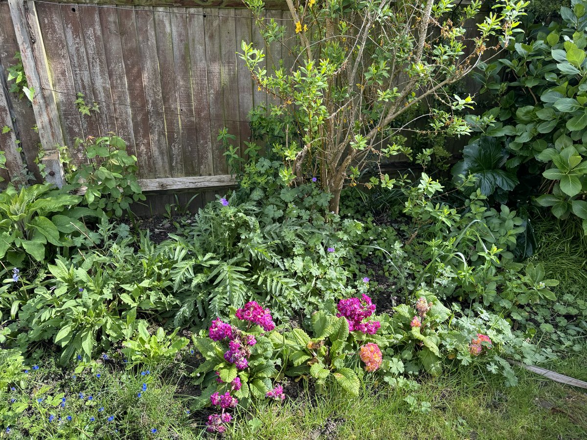 It was a beautiful day and I’ve been potting on little seedlings. These are photos around the garden today. Unfortunately the poor tulips suffered in the wind we’ve had recently xx