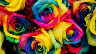 La Rosa Orgullosa🏳️🌈 tweet media