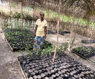 En Ubangi,la @FAO accompagne les producteurs dans l'installation de pépinières d’essences utiles pour restaurer la fertilité des sols dégradés. Cet appui en agroforesterie et reboisement des espaces dégradés permet d'améliorer la gestion des ressources naturelles. 💰@NorwayInDRC